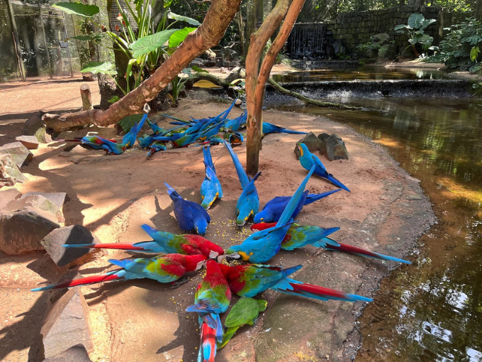 Tucano em um galho