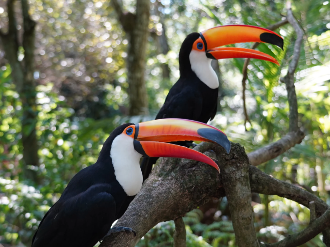 Araras coloridas no Parque das Aves